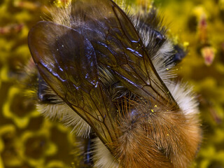 Brown bumblebee collecting nectar against a yellow sunflower background. Close-up macro shot with wing details.