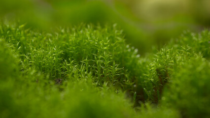 Forest squirrel with green moss in close-up. Nature photography as background.