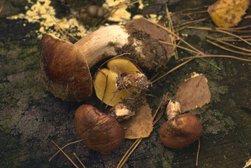 Edible forest mushrooms on a pine tree trunk. Boletes and chanterelles in the autumn mushroom season.