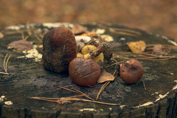Edible forest mushrooms on a pine tree trunk. Boletes and chanterelles in the autumn mushroom season.