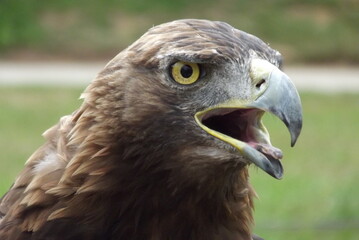 Aves