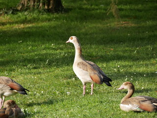 Aves