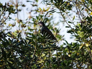 Aves