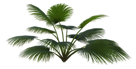 Collection of 3D tropical plants and foliage PNG illustration Sabal Palmetto 7a.