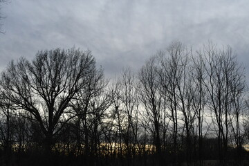 Fototapeta na wymiar Clouds Over Trees