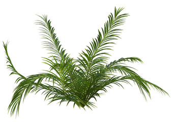 Collection of 3D tropical plants and foliage PNG illustrations. fern 9a © Mike