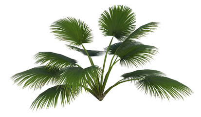 Fototapeta premium Collection of 3D tropical plants and foliage PNG illustration Sabal Palmetto 5a.