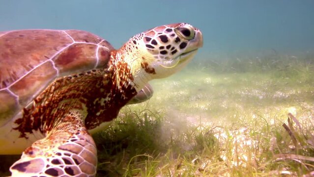 Loggerhead turtle underwater