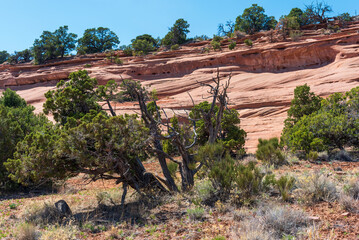 Red Sandstone Cliffs in Devil's Canyon, part of the McInnis Canyons CSA in western Colorado