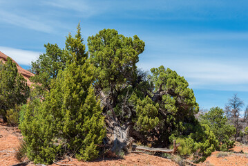 Pinyon Juniper woodland (PJ) in western Colorado, USA