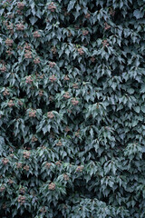 Background pattern of evergreen lianas of an ordinary ivy (Hedera). Vertical image.