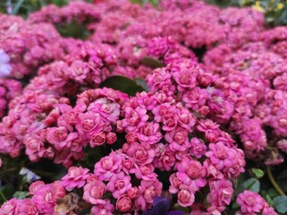 Kalanchoe blossfeldiana or cocor duck with pink flowers in bloom