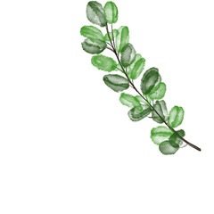 Illustration of a watercolor twig of a plant with leaves as an ornament for decoration on a white isolated background