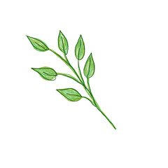 Illustration of a watercolor twig of a plant with leaves as an ornament for decoration on a white isolated background