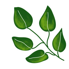 Illustration of a watercolor twig of a plant with leaves as an ornament for decoration on a white isolated background