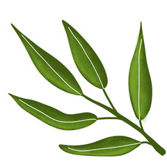 Obraz premium Illustration of a watercolor twig of a plant with leaves as an ornament for decoration on a white isolated background