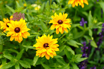 Black eyed Susan or Rudbeckia hirta