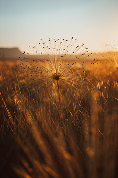 Sempre-viva, Chuveirinho, Paepalanthus classenianus. Palipalan. Chapada dos Veadeiros, Brazil