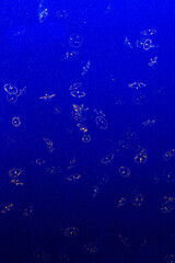 A jellyfish swimming in the water