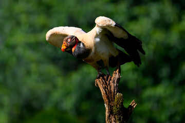 King Vulture with open wings standing on snag against dark green background
