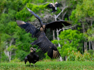 Black Vultures fighting in air against green trees