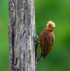Chestnut-colored Woodpecker on tree trunk, portrait on green background