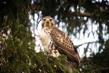 Coppers Hawk