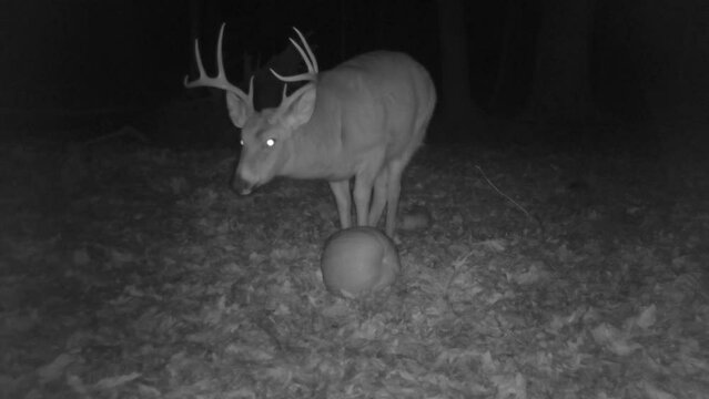 whitetail deer buck in forest at night