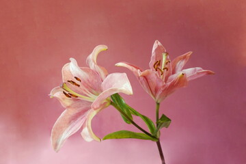 Obraz na płótnie Canvas Pink Lilies on Pink Background 