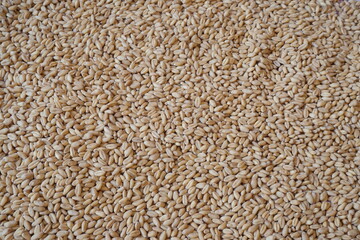 White Wheat Berries as Background