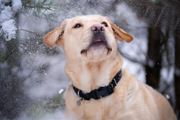 Pies rasy labrador retriver w śniegu