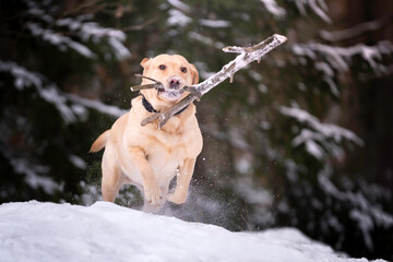 Pies rasy labrador retriwer bawi się patykiem na śniegu