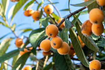 Fruit of loquat - Eriobotrya japonica - has become in Fukuoka city, JAPAN.