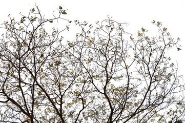 branches of a tree in winter