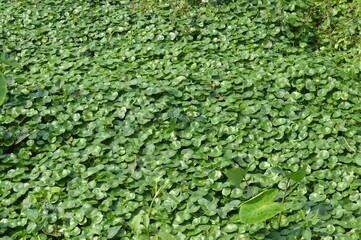 green plant background