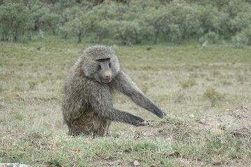 Kenya - Hells Gate National Park - Baboon