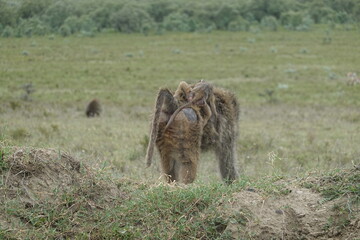 Naklejka na ściany i meble Kenya - Hells Gate National Park - Baboon
