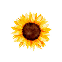sunflower watercolor hand painted
