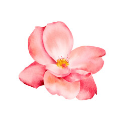 natural flower watercolor