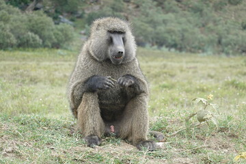 Kenya - Hells Gate National Park - Baboon