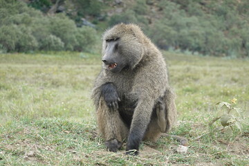 Kenya - Hells Gate National Park - Baboon