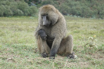 Kenya - Hells Gate National Park - Baboon