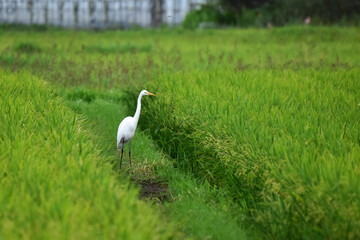 田んぼの中のダイサギ