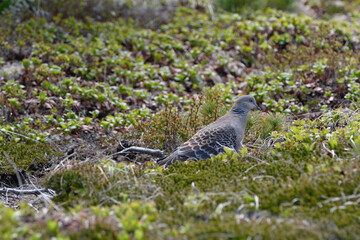 高山植物とキジバト（北海道・大雪山）
