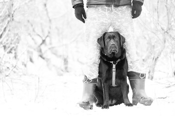 A Labrador retriever dog stands between the owner's legs. Labrador in ammunition in snowy weather.