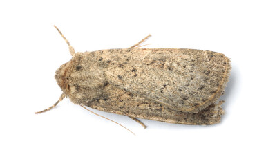 Single Hoplodrina ambigua moth isolated on white, top view