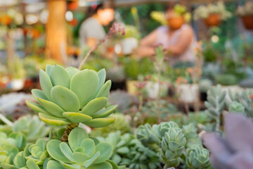 female person working and attending to a customer in the ornamental plant nursery.