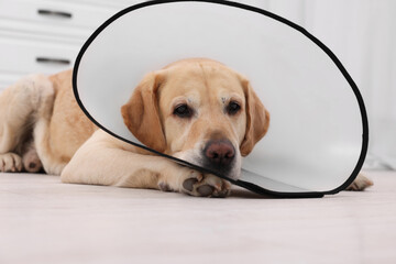 Sad Labrador Retriever with protective cone collar lying on floor in room