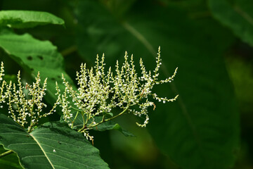 イタドリの小さい花