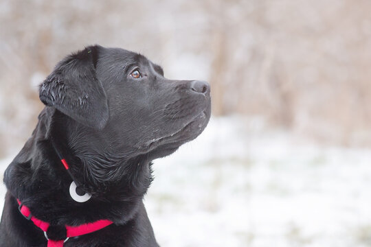 Profile of a black labrador retriever in ammunition. Portrait of a dog on a snowy day.
